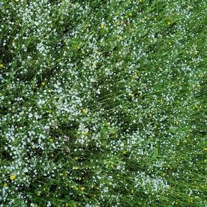 Meet your Posher, Annabelle